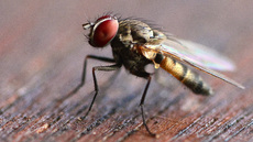 Stubenfliege (8).jpg